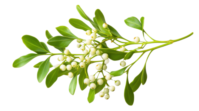 close up of fresh green mistletoe on white background
