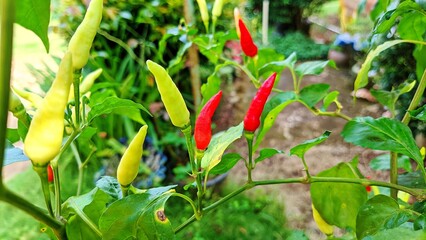 Cayenne peppers on trees planted in the garden