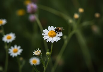 bee on a flower