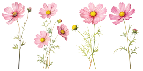 PNG Pink cosmos flowers illustration, element set on transparent background