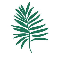 green leaves isolated on white background, green leaf isolated on white background, 