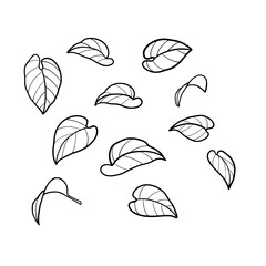 hand drawn vector illustration of leaves