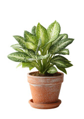 [Transparent Background PNG]Potted Plant with Speckled Leaves