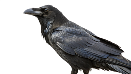 raven on white background