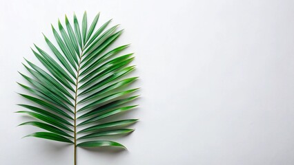 Fototapeta premium Green Palm Leaf Isolated on Clean White Background with Minimal Design and Fresh Botanical Aesthetic Appeal.