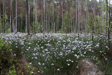 White cotton grass