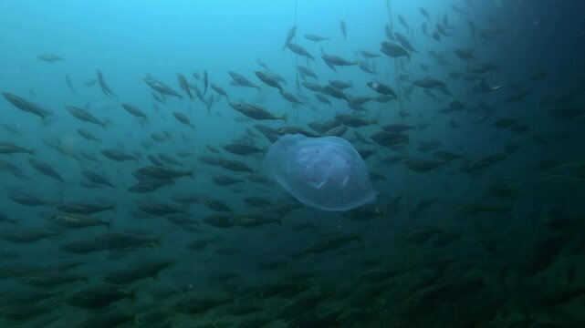 Jellyfish Aurelia aurita floats in blue water, a lots Cod fishes swims on background