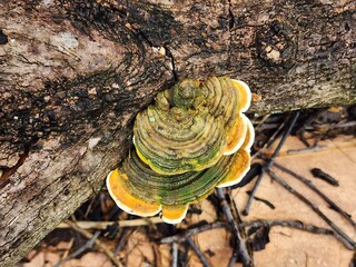 Yellow And Green Shelf Fungus Growing On Dark Brown Wood