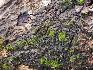 Closeup of Green Moss on Dark Brown Weathered Wood Bark