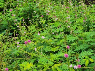 Close Up View of Pink Flowers and Lush Green Foliage