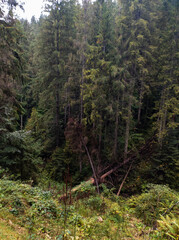 A fallen tree in the middle of a forest