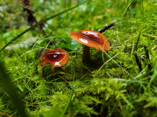 A pair of brown mushrooms growing in peporoti and grass