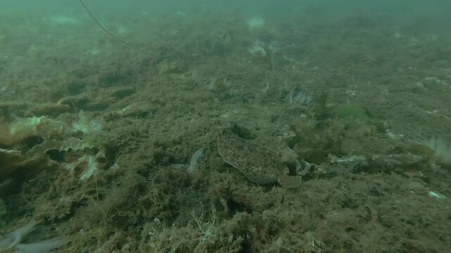 Flatfish swims above the seabed covered with brown algae  