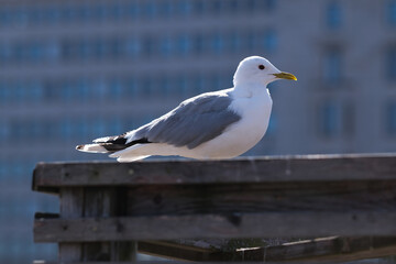 Seagull