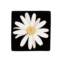 camomile on black background