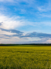 Obraz premium A field of yellow flowers under a blue sky with clouds