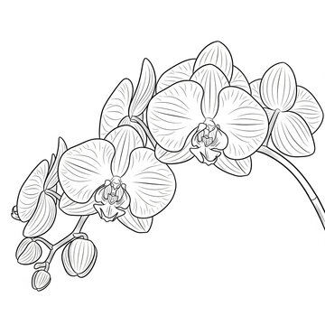 recommend clip art: Phalaenopsis orchid, black simple line drawing, white background.