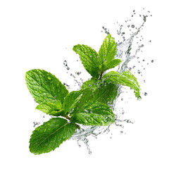 Fresh Mint Leaves Splashing in Water on Transparent Background