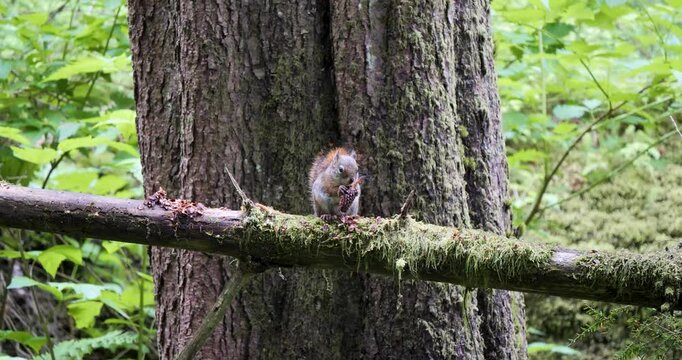 American red squirrel eating seeds of conifer cone in Sitka National Historical Park, Alaska.