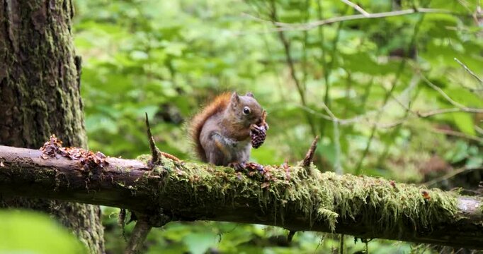 American red squirrel eating seeds of conifer cone in Sitka National Historical Park, Alaska.
