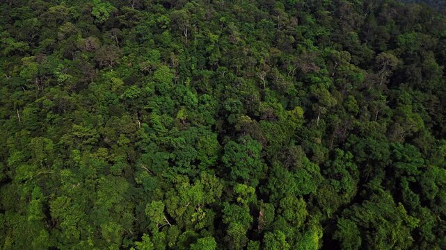 dense jungle vegetation covering mountain slopes on Koh Chang island in Thailand. Nice aerial view flight drone shot footage from above