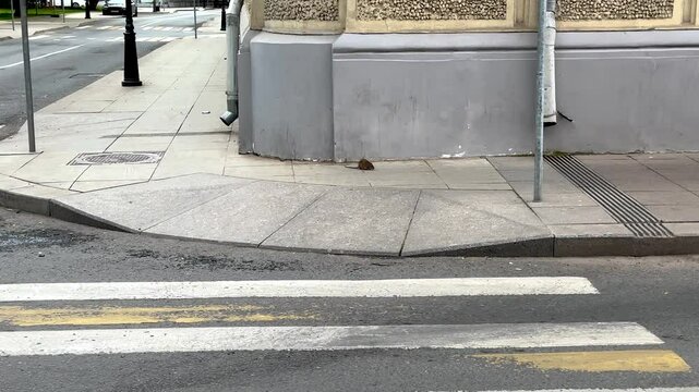 This is true Moscow. A rat runs through the central streets of the city (4K 60 fps)