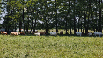 herd of cows