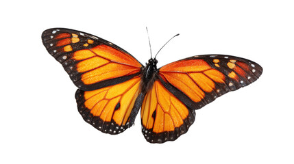 Fototapeta premium [Transparent Background PNG]Beautiful Monarch Butterfly Isolated on White Background