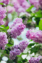 Purple lilac blossoms in full bloom on a sunny spring day