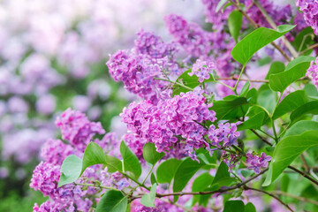 Lilac blossoms in full bloom during spring garden visit