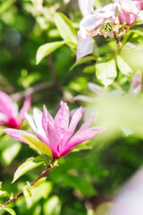Vibrant pink flowers bloom in a sunny garden during springtime