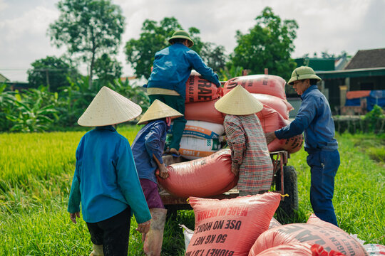 Workers transport rice sacks in a rural field while wearing conical hats during a sunny day