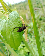 leaf-footed bugs 