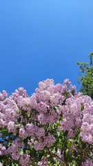 Flowers of a lilac bush against a blue sky. Spring photo. Space for text