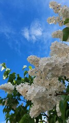 White flowers of lilac bush against blue sky with a little cloudiness. Spring photo. Place for text