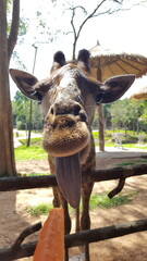 A giraffe reaches out with its tongue for a carrot at Vinpearl Safari in Phu Quoc, Vietnam
