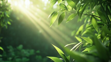 Sunlight streams through lush, green bamboo leaves creating a tranquil, nature scene