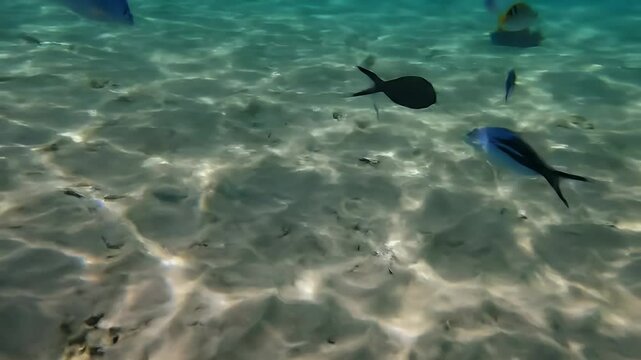 Beautiful Fish Swimming Underwater Tropical Marine Life