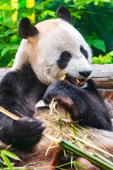 Obraz premium The Giant Panda Bear sits while eating a bamboo stalk