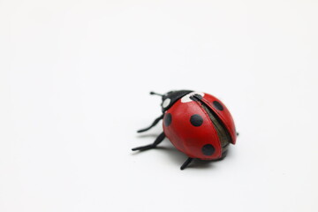 Fototapeta premium ladybird on a white background