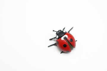ladybug on a white background from above