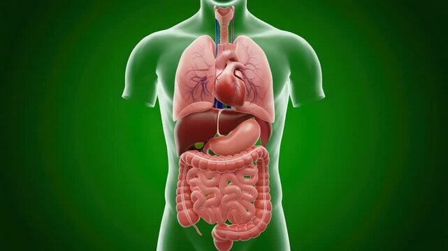 Human Anatomy: Internal Organs 3D Model Visualization