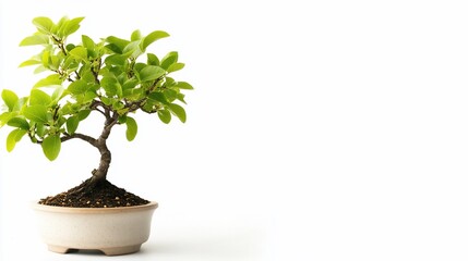 Tiny bonsai tree with vibrant green leaves in ceramic pot, white backdrop