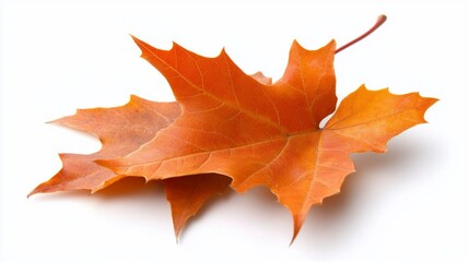 Two vibrant orange autumn maple leaves on white backdrop, casting a shadow