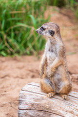 Meerkat, Suricata suricatta, on hind legs. Portrait of meerkat standing on hind legs with alert expression. Portrait of a funny meerkat sitting on its hind legs.