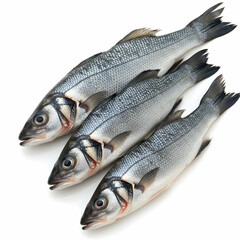 Fototapeta premium Fresh Sea Bass: Buy Online Now!