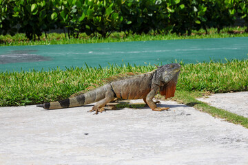 Large big green iguana on concrete closeup