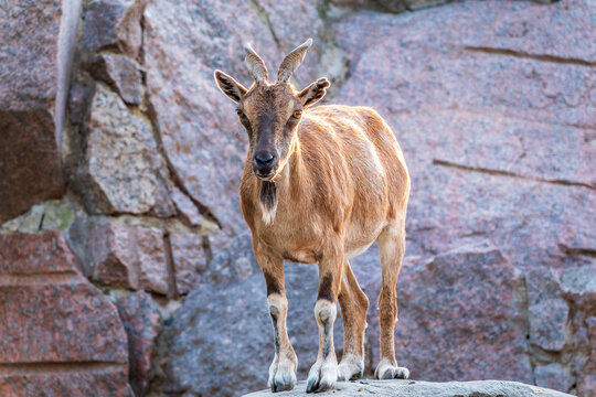 Markhor female on the rock. Latin name - Capra falconeri. Wild goat native to Central Asia, Karakoram and the Himalayas