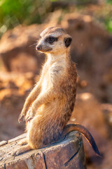 Meerkat, Suricata suricatta, on hind legs. Portrait of meerkat standing on hind legs with alert expression. Portrait of a funny meerkat sitting on its hind legs.