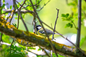 A Great Tit (Parus major) perched on a tree branch with natural blurred background. Bird, animal...